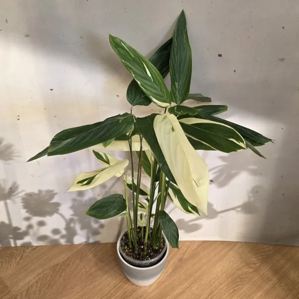 Maranta Arundinacea variegata