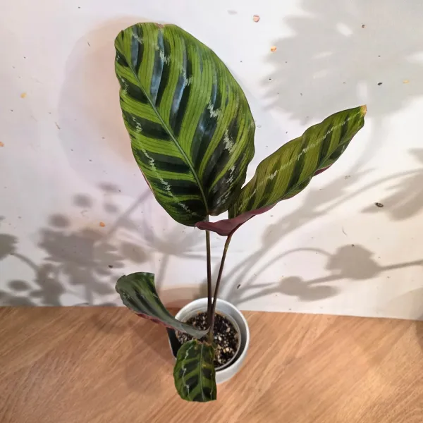 Goeppertia Contrafenestra hybrid?