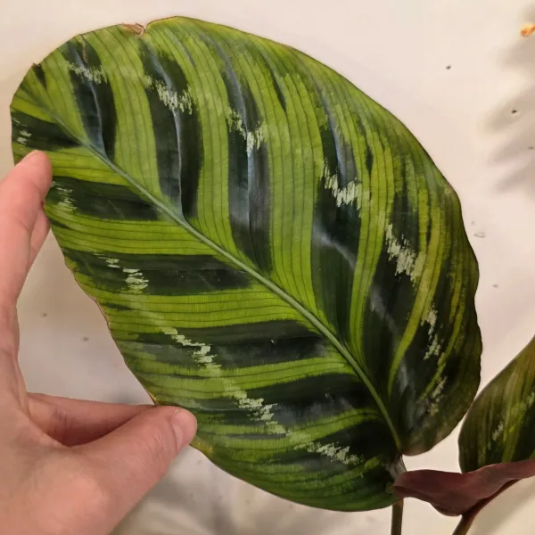 Goeppertia Contrafenestra hybrid?
