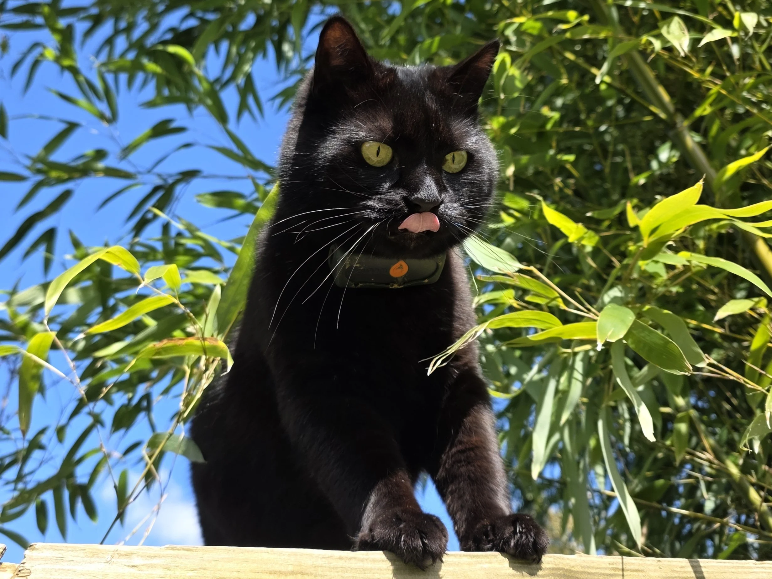 Bornéo, my unusual black cat