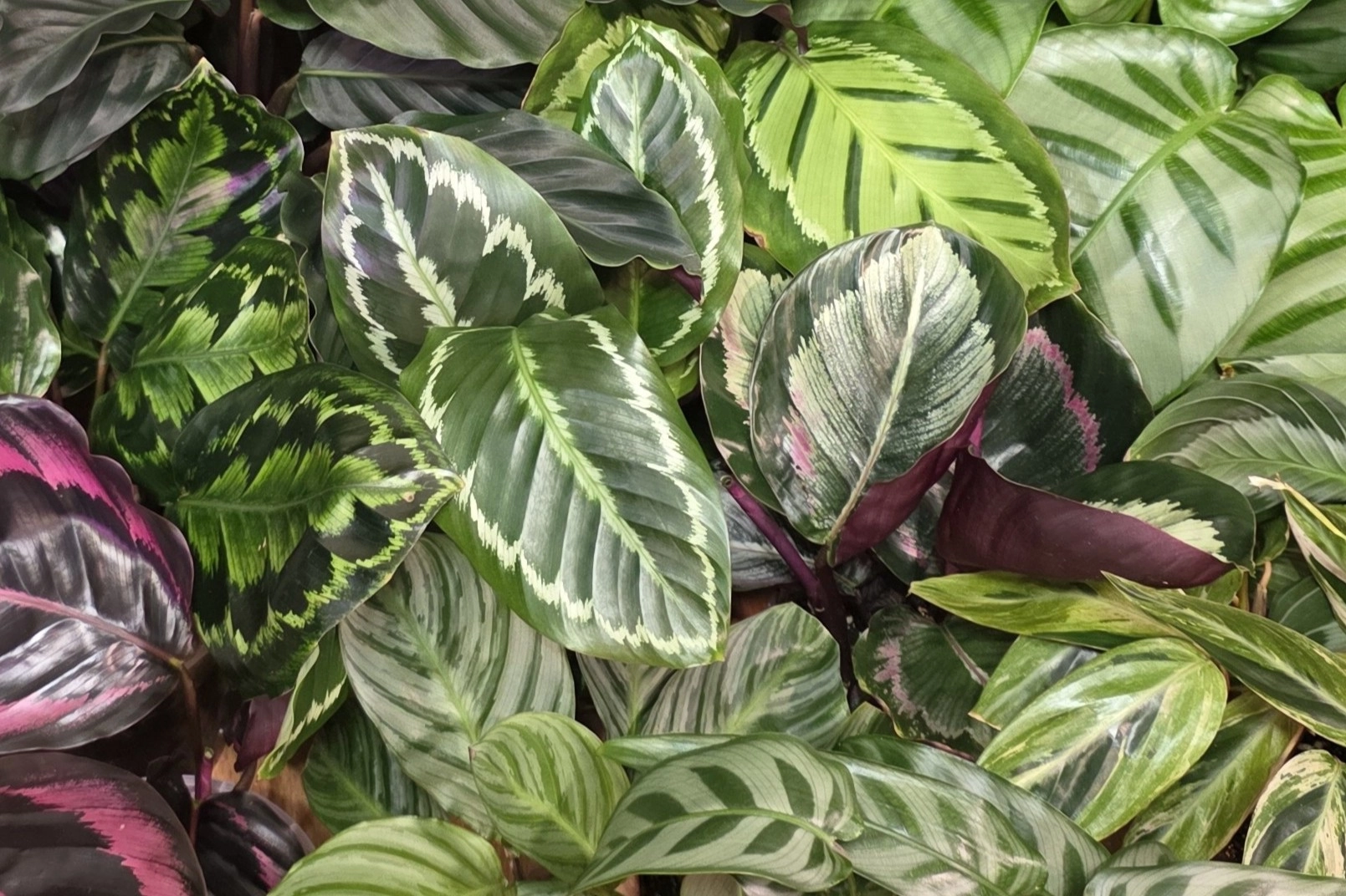 Une partie de ma collection de plantes tropicales