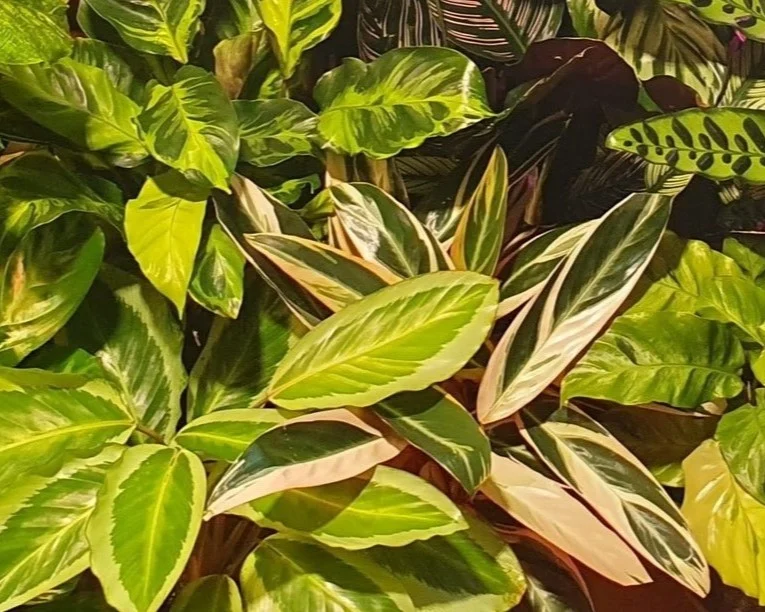 Marantaceae plants growing together in my home