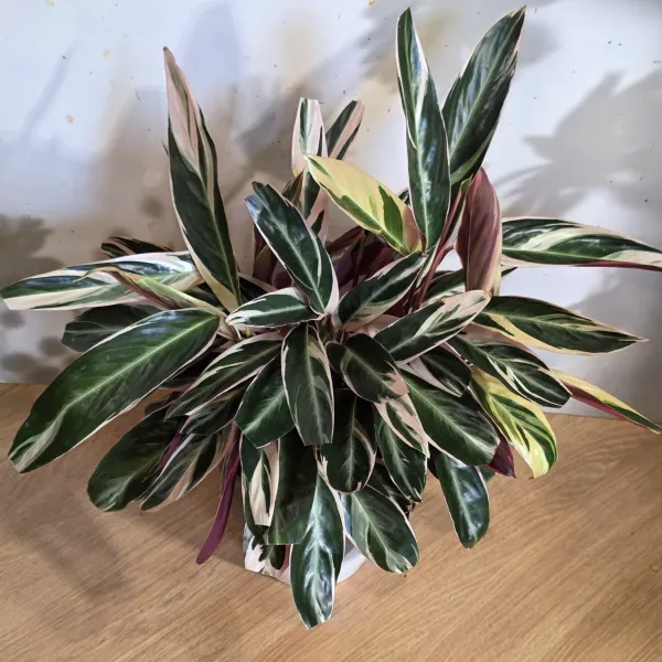 Stromanthe Thalia 'Triostar'