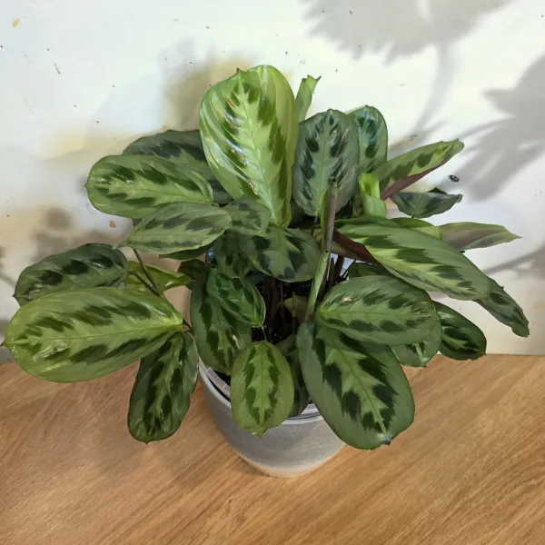 Maranta Cristata 'Intense'