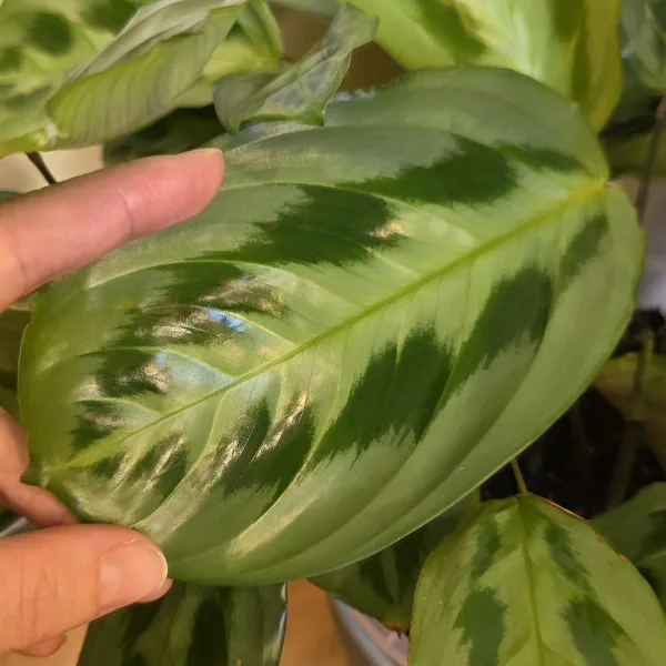 Maranta Cristata 'Intense'