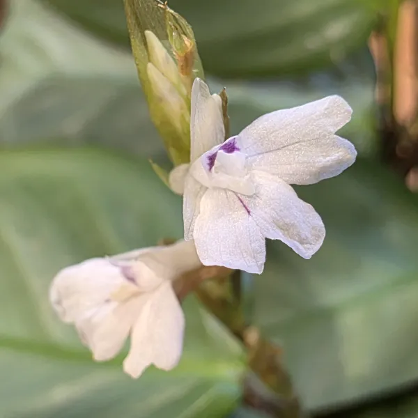 Maranta Cristata 'Silver sheen'