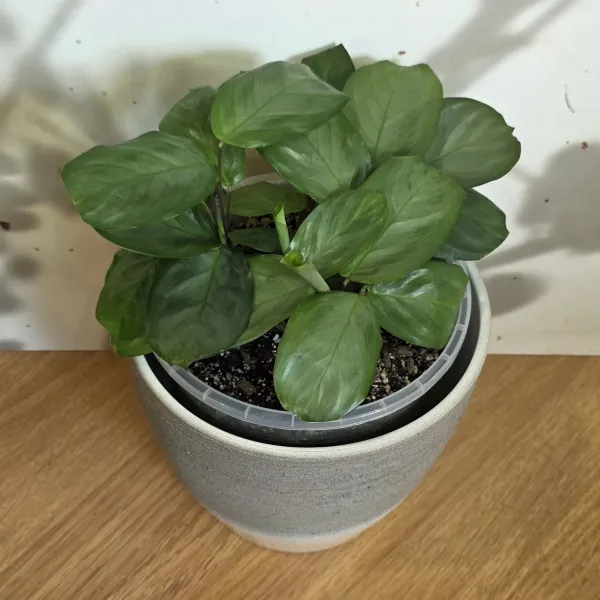 Maranta Cristata 'Silver sheen'