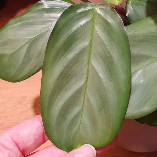 Maranta Cristata 'Silver sheen'