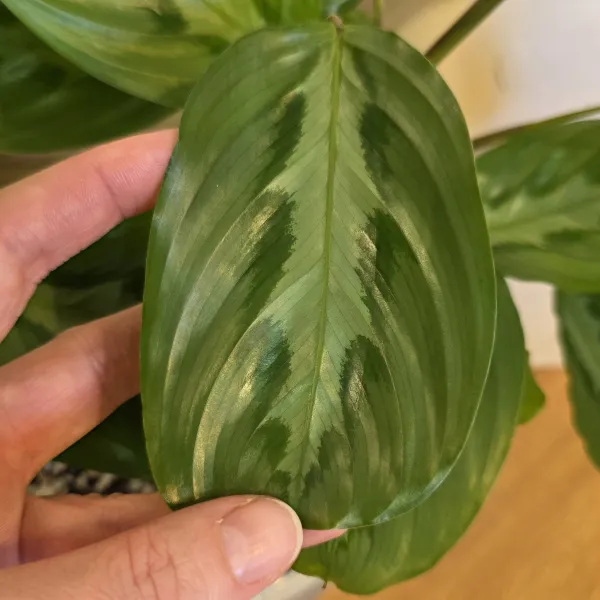 Maranta Cristata 'Grizzle'