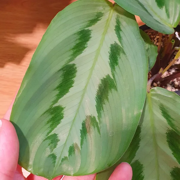 Maranta Cristata 'Grizzle'