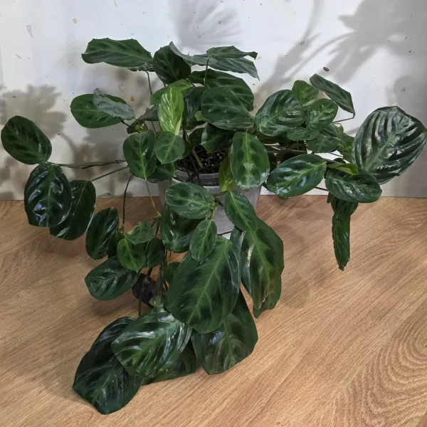 Maranta Cristata 'Obscure'
