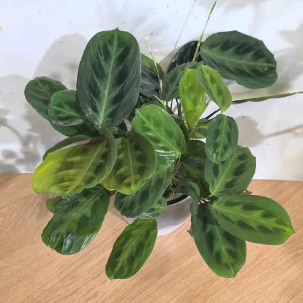Maranta Cristata 'Obscure'