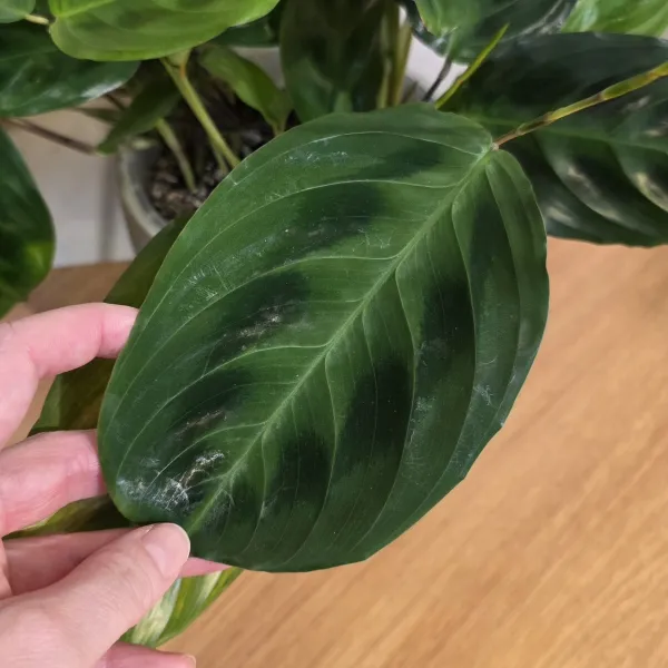 Maranta Cristata 'Obscure'