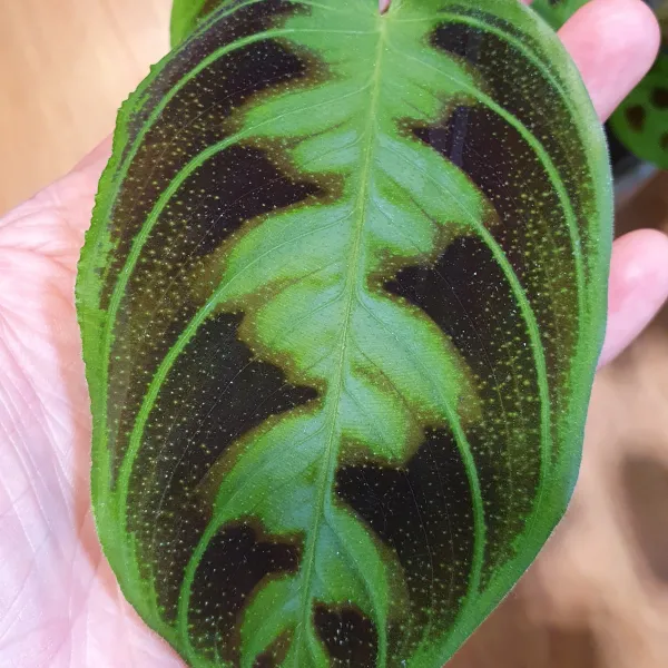 Maranta Testudinea