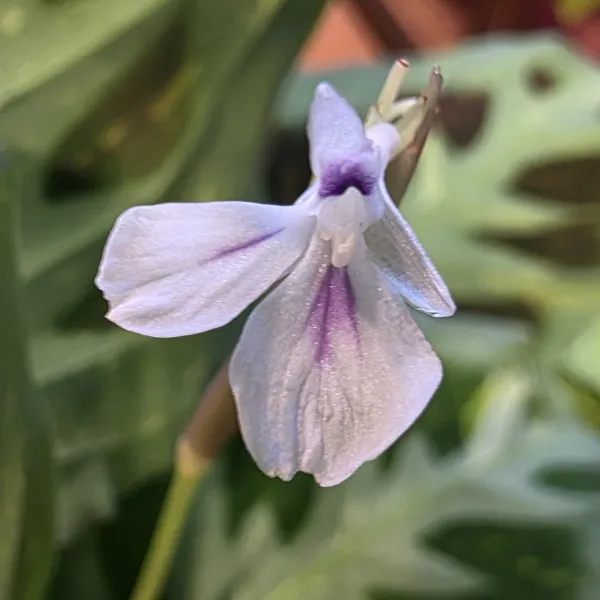 Maranta Leuconeura 'Kerchoveana' variegata / 'Beauty Kim'