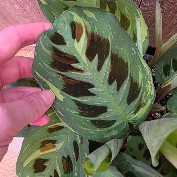 Maranta Leuconeura 'Kerchoveana' variegata / 'Beauty Kim'