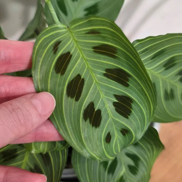 Maranta Leuconeura 'Light veins'