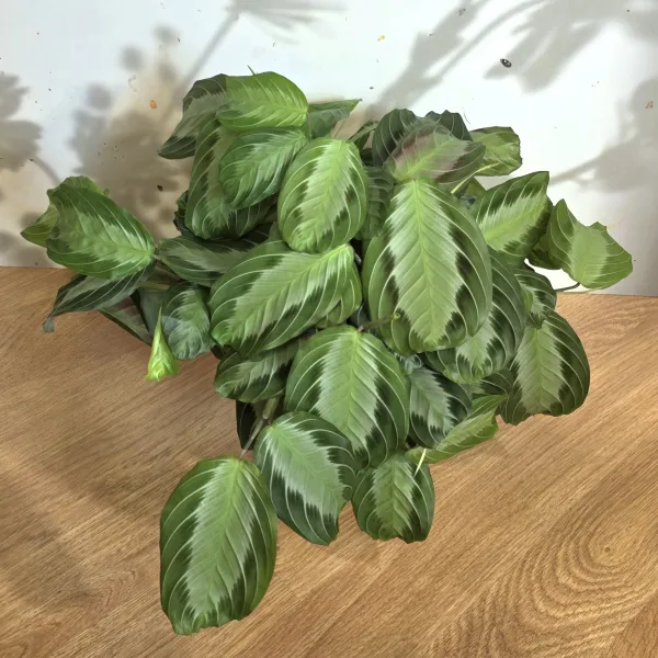 Maranta Leuconeura 'Silver band'