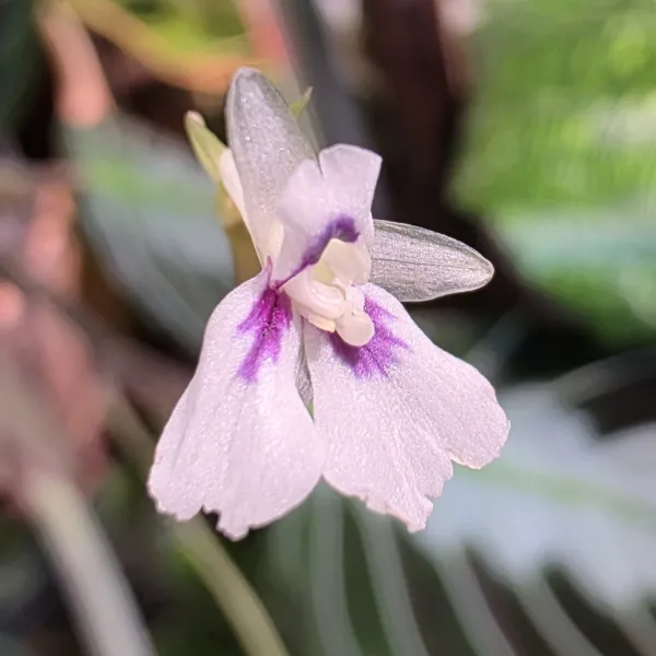 Maranta Leuconeura 'Massangeana' / 'Black'