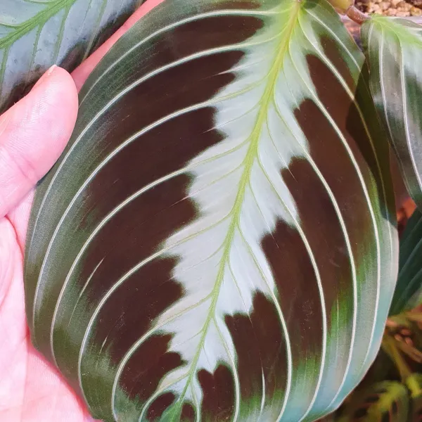 Maranta Leuconeura 'Massangeana' / 'Black'