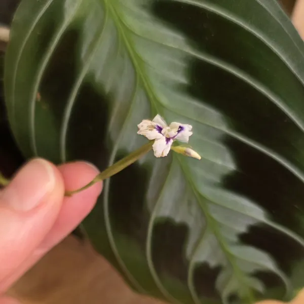 Maranta Leuconeura 'Massangeana' / 'Black'