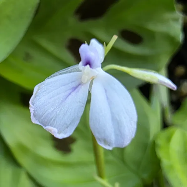 Maranta Depressa / Repens