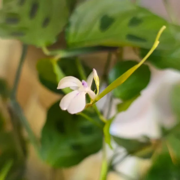Maranta Depressa / Repens