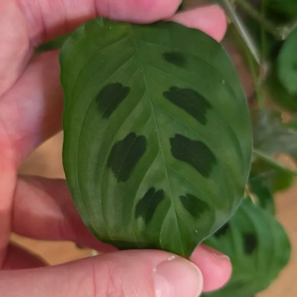 Maranta Depressa / Repens