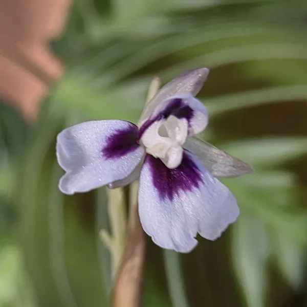 Maranta Leuconeura NoID / 'Cat moustache'