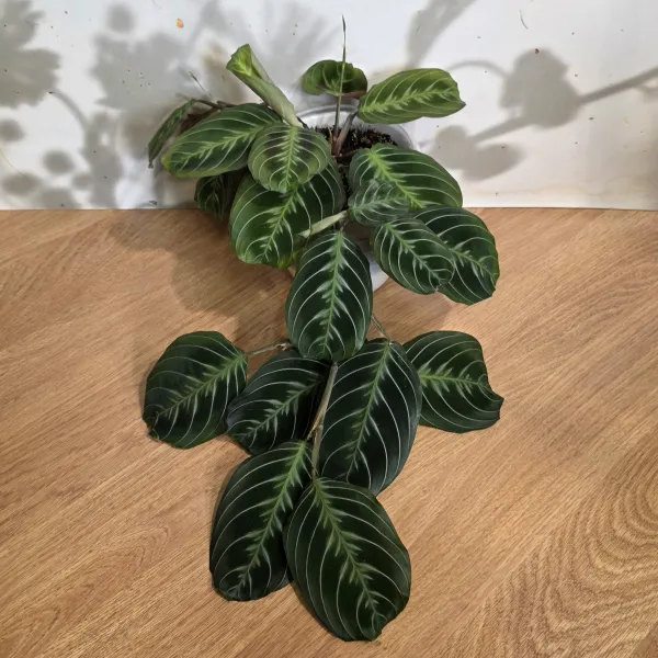 Maranta Leuconeura NoID / 'Cat moustache'