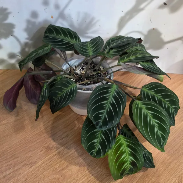 Maranta Leuconeura NoID / 'Cat moustache'