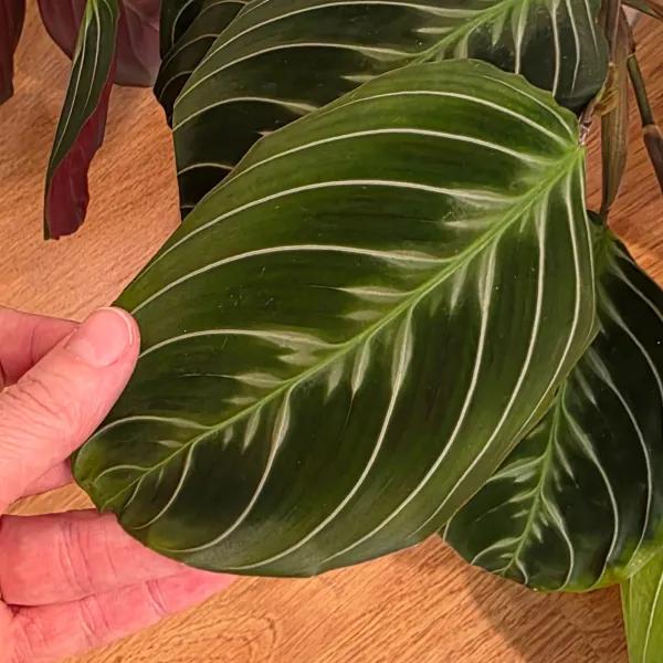 Maranta Leuconeura NoID / 'Cat moustache'