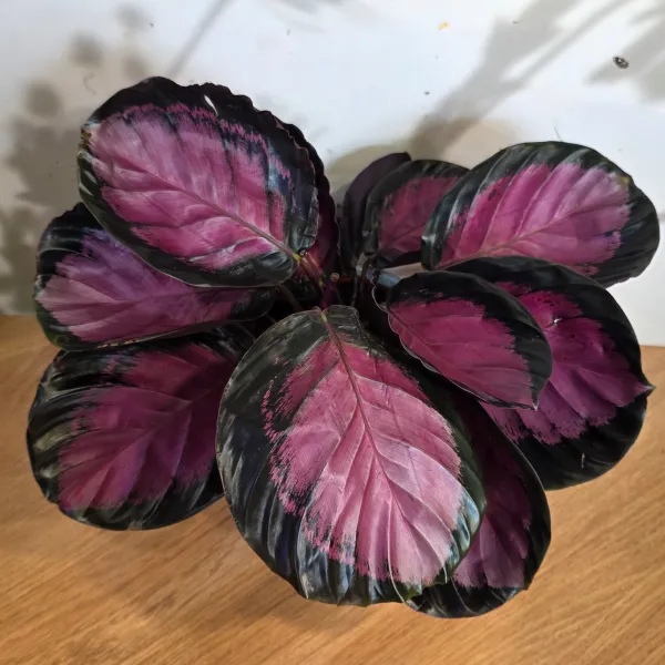 Goeppertia Roseopicta 'Crimson rusco'