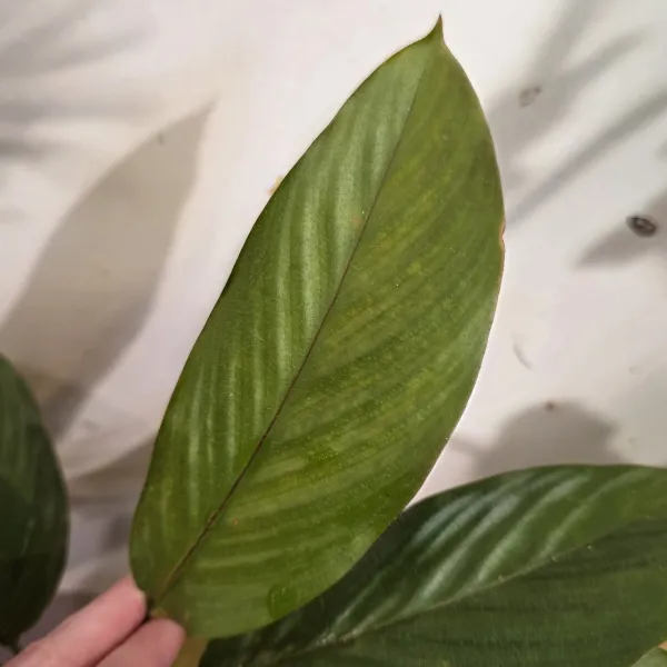 Goeppertia Rufibarba cf
