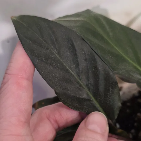 Goeppertia Aemula?