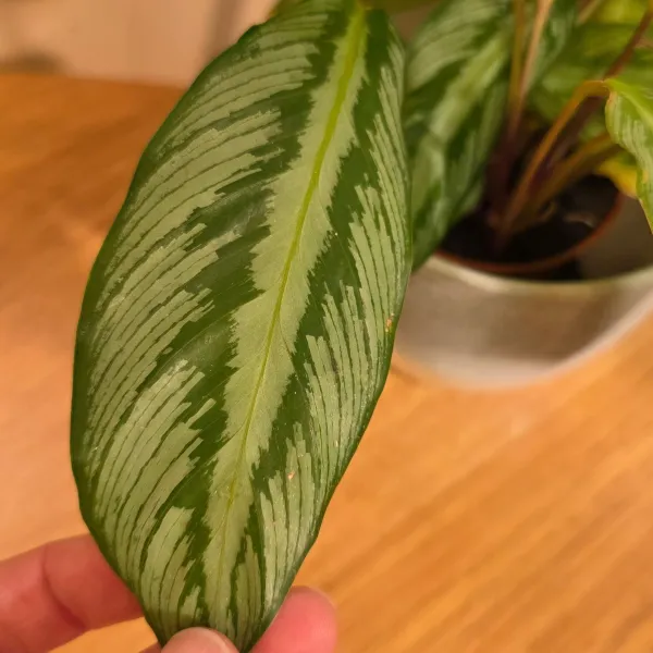 Goeppertia Undulata hybrid