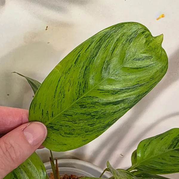 Ctenanthe Lubbersiana variegata