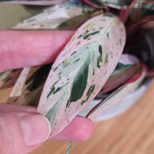 Stromanthe Thalia 'Multicolor'