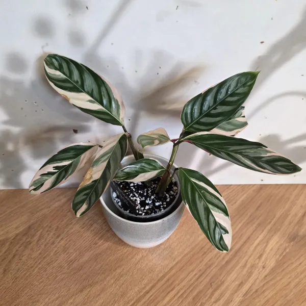 Ctenanthe Oppenheimiana 'Tricolor'