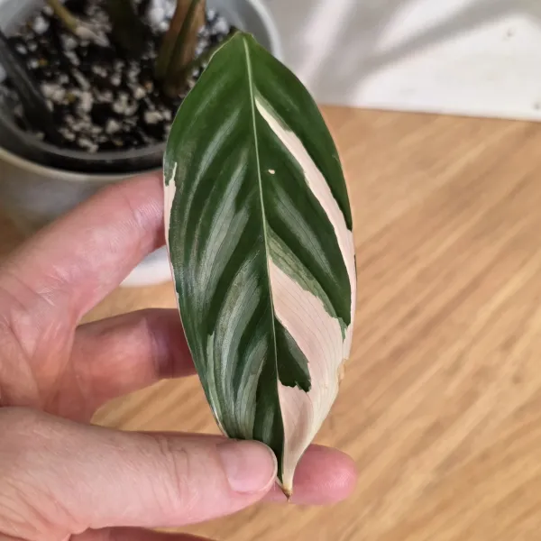 Ctenanthe Oppenheimiana 'Tricolor'
