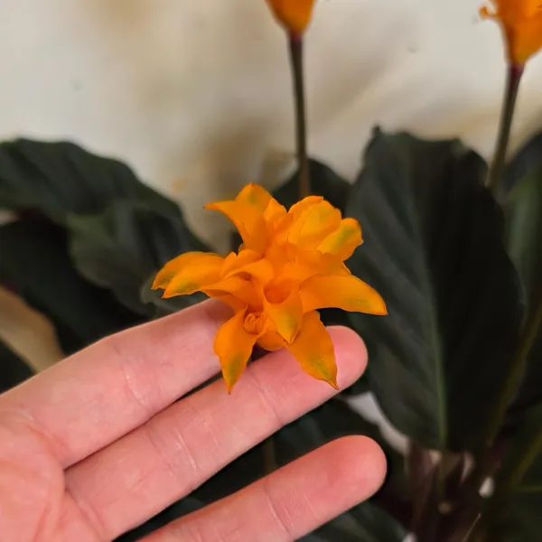 Goeppertia Crocata