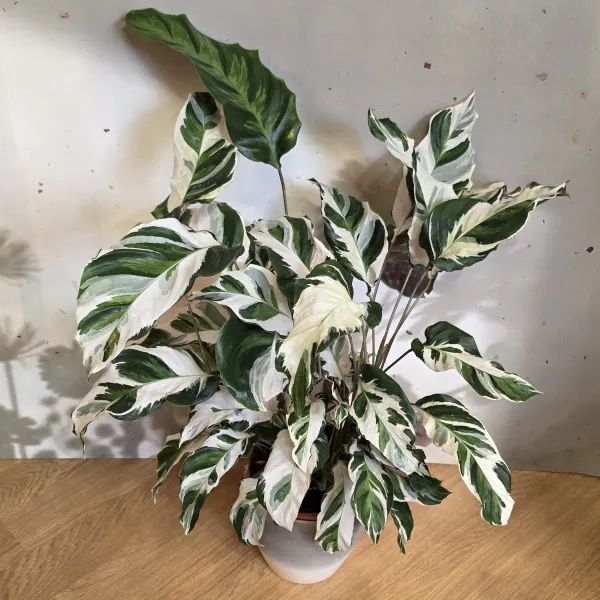 Goeppertia Albertii 'Stella'