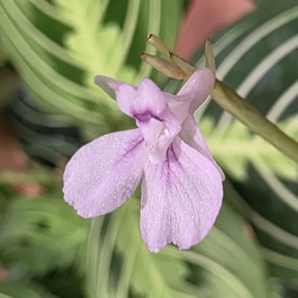 Maranta Leuconeura 'Lemon lime'