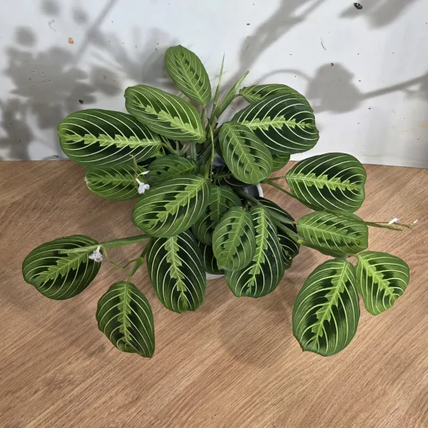 Maranta Leuconeura 'Lemon lime'