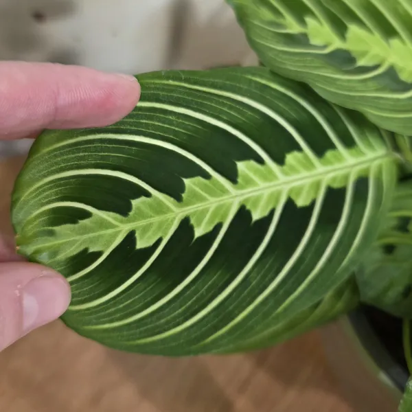 Maranta Leuconeura 'Lemon lime'