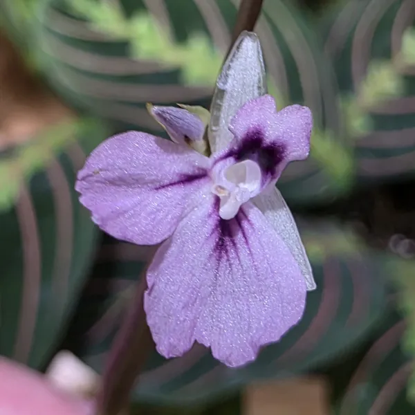 Maranta Leuconeura 'Erythroneura' / 'Fascinator'