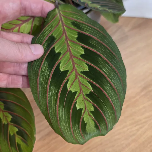 Maranta Leuconeura 'Erythroneura' / 'Fascinator'