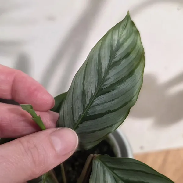 Goeppertia Fucata 'Platinum'