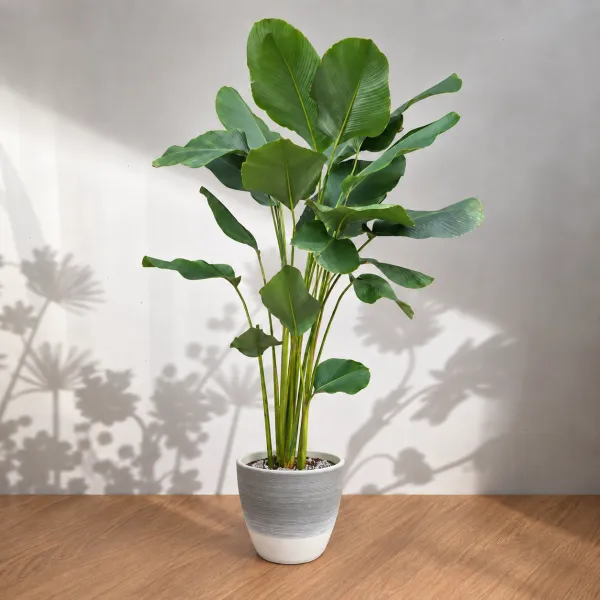 Calathea Lutea