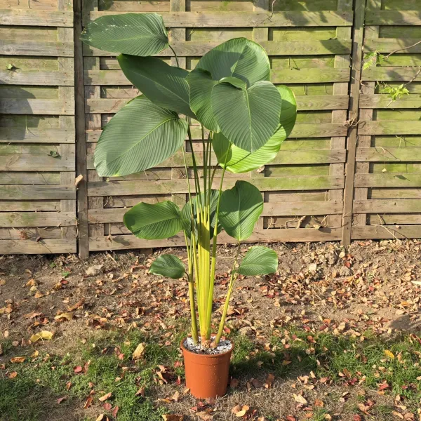Calathea Lutea